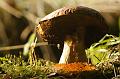 Bolet en sous bois